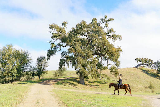 Mountain Sky Guest Ranch